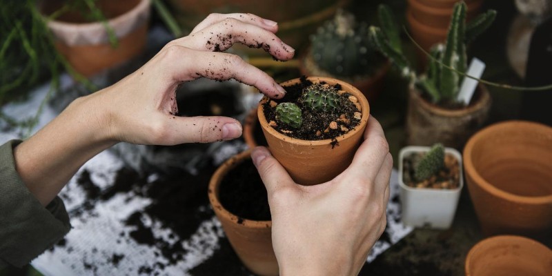 Dicas de manutenção de plantas no jardim