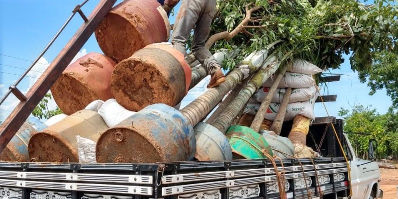 Entrega de Plantas Adultas em Campo Grande - MS