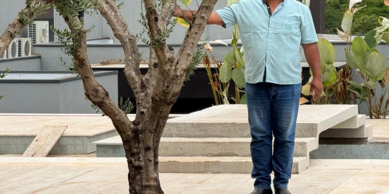 Oliveiras Adultas, entregue em Americana - SP.