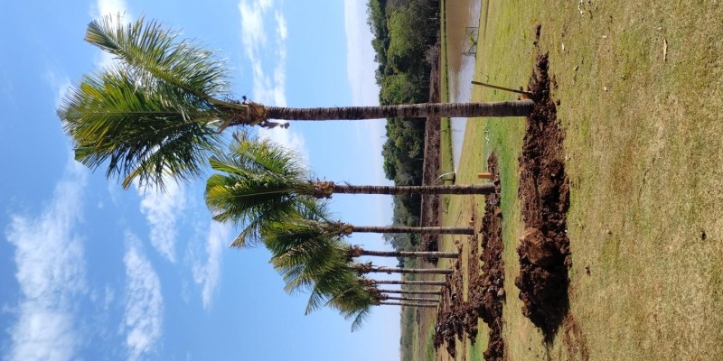 Entrega de Coqueiros Formados com 25 Anos em Sidrolândia - MS
