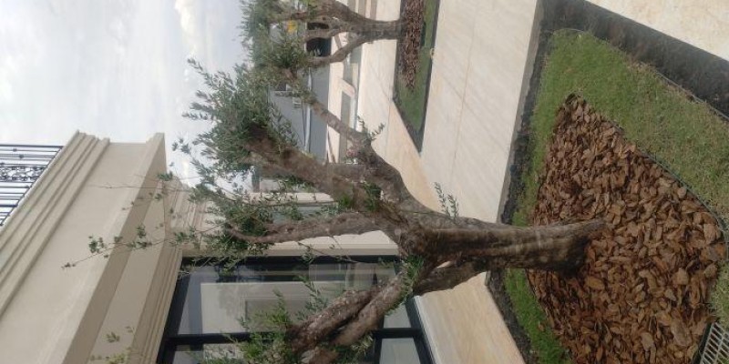 Entrega de Oliveiras adultas