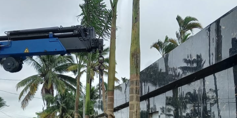 Plantio de Palmeira Imperial