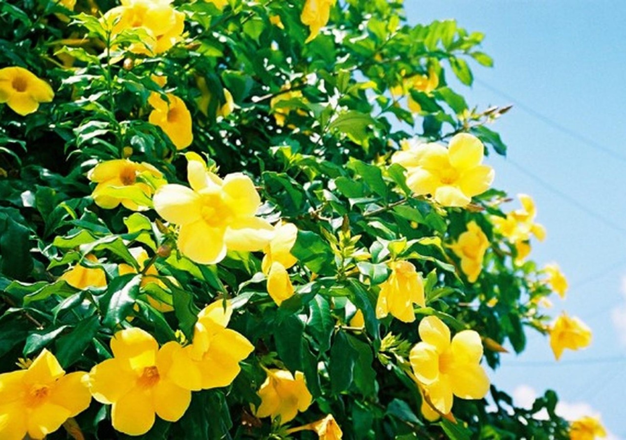 Alamanda Amarela - Capital Mudas