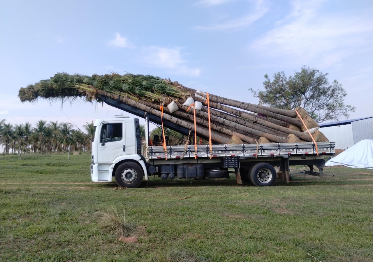 Coqueiro Anão Formado - Plantas com 25 anos 