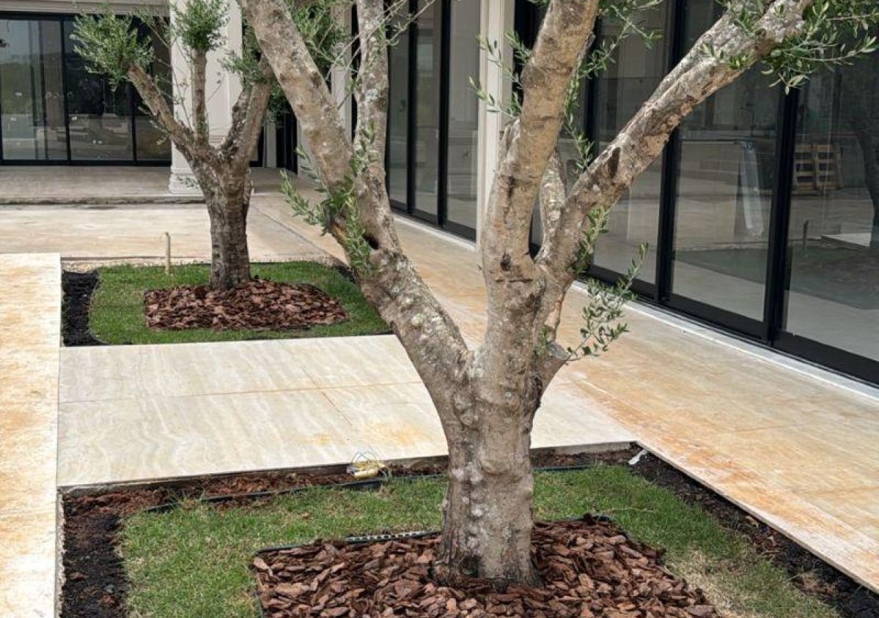 Oliveiras Adultas, entregue em Americana - SP.