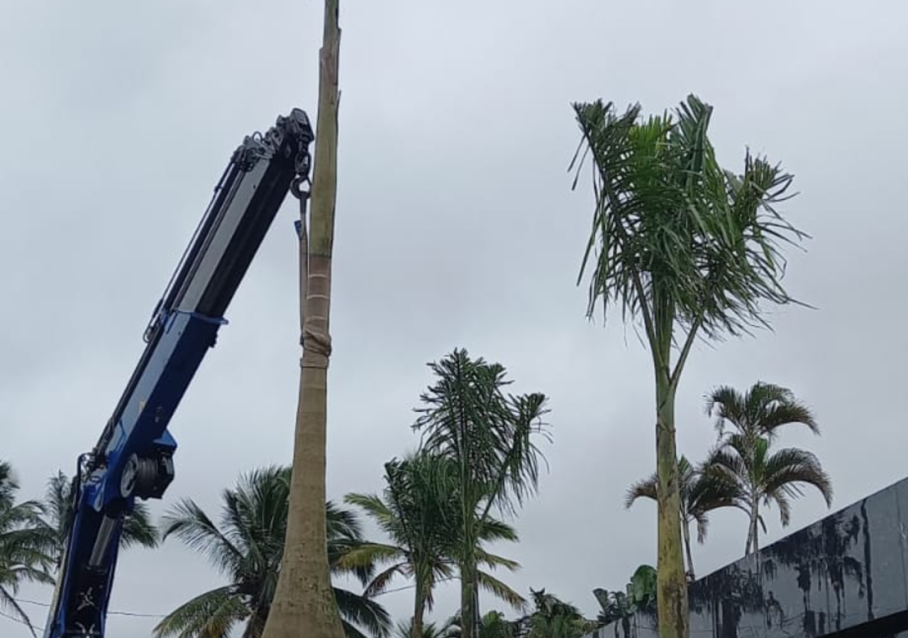 Plantio de Palmeira Imperial