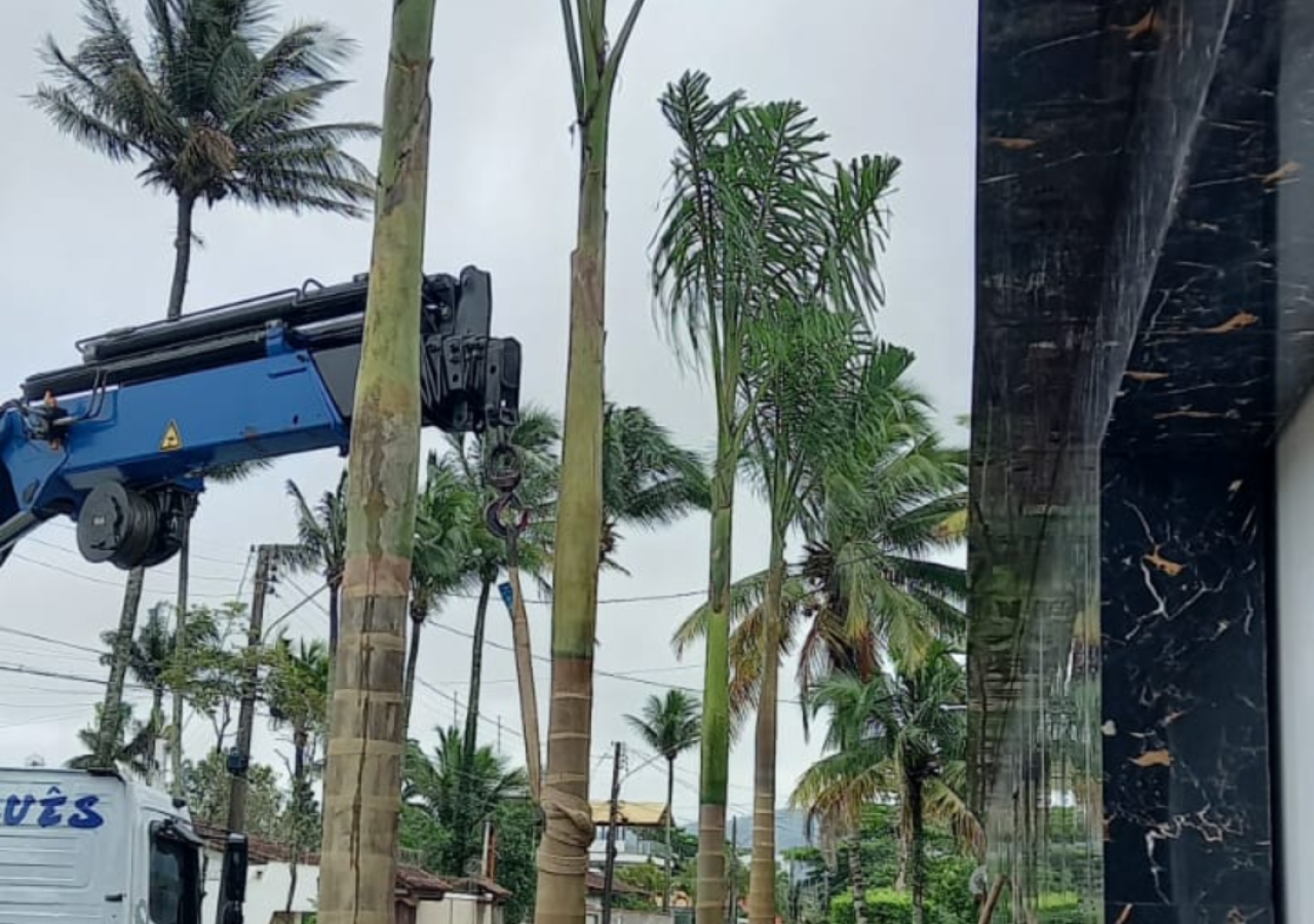 Plantio de Palmeira Imperial