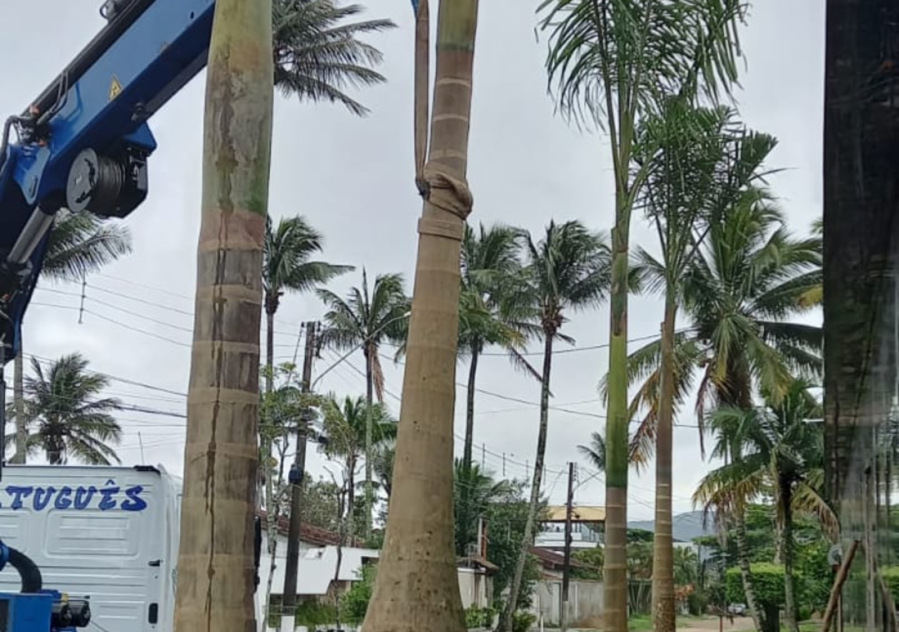 Plantio de Palmeira Imperial