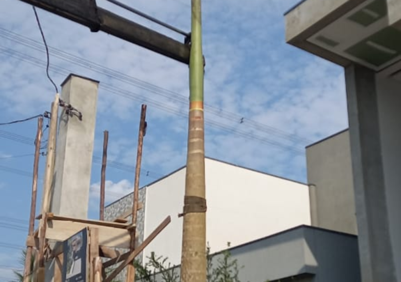 Plantio de Palmeira Imperial