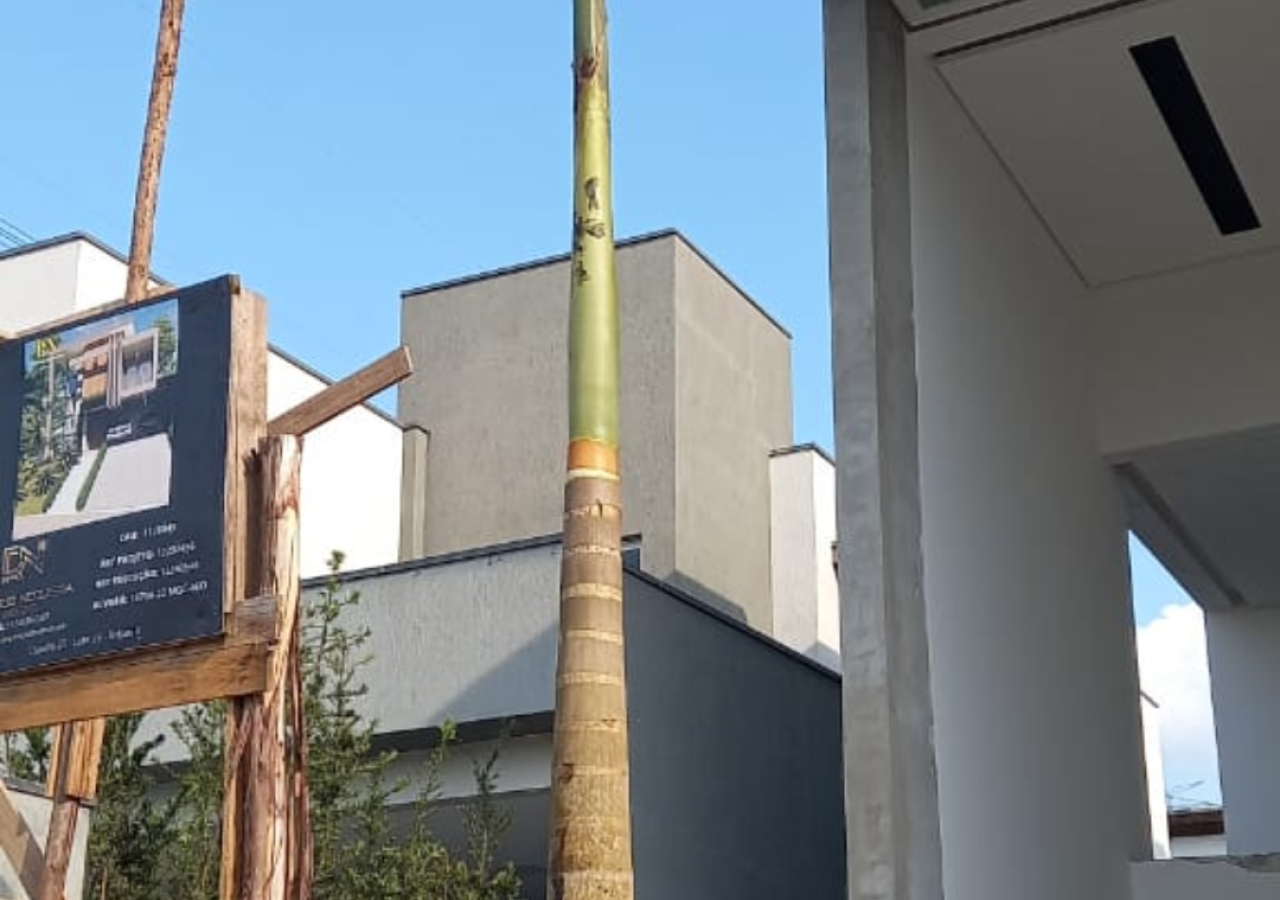 Plantio de Palmeira Imperial