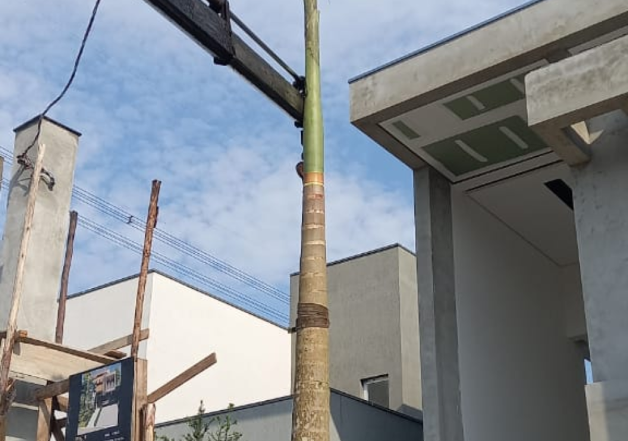 Plantio de Palmeira Imperial