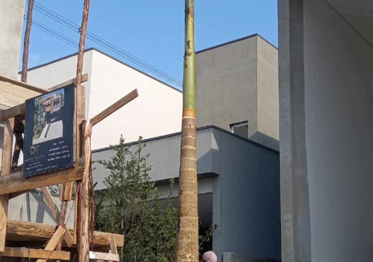 Plantio de Palmeira Imperial