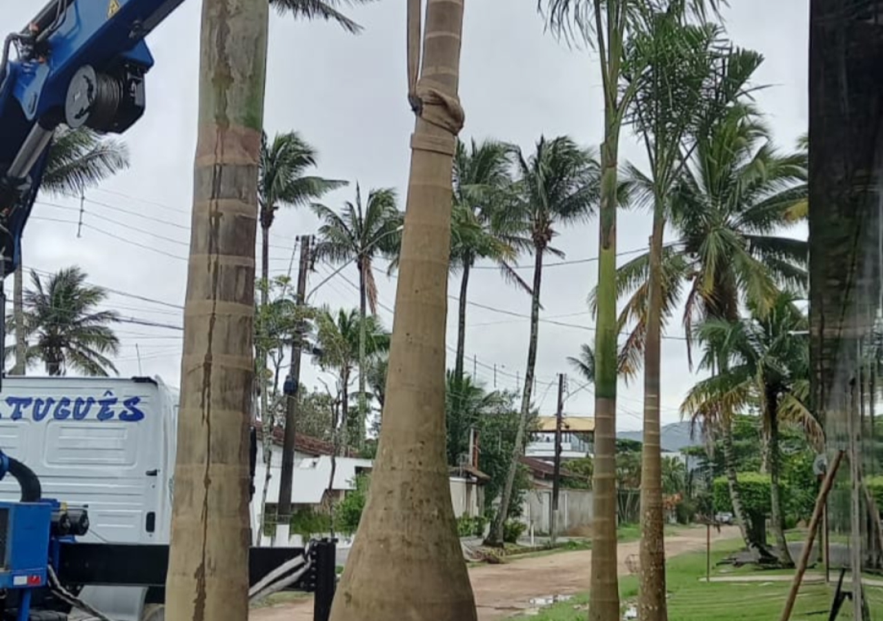 Plantio de Palmeira Imperial