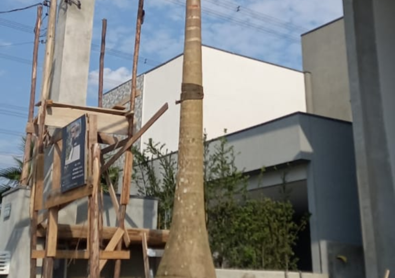 Plantio de Palmeira Imperial