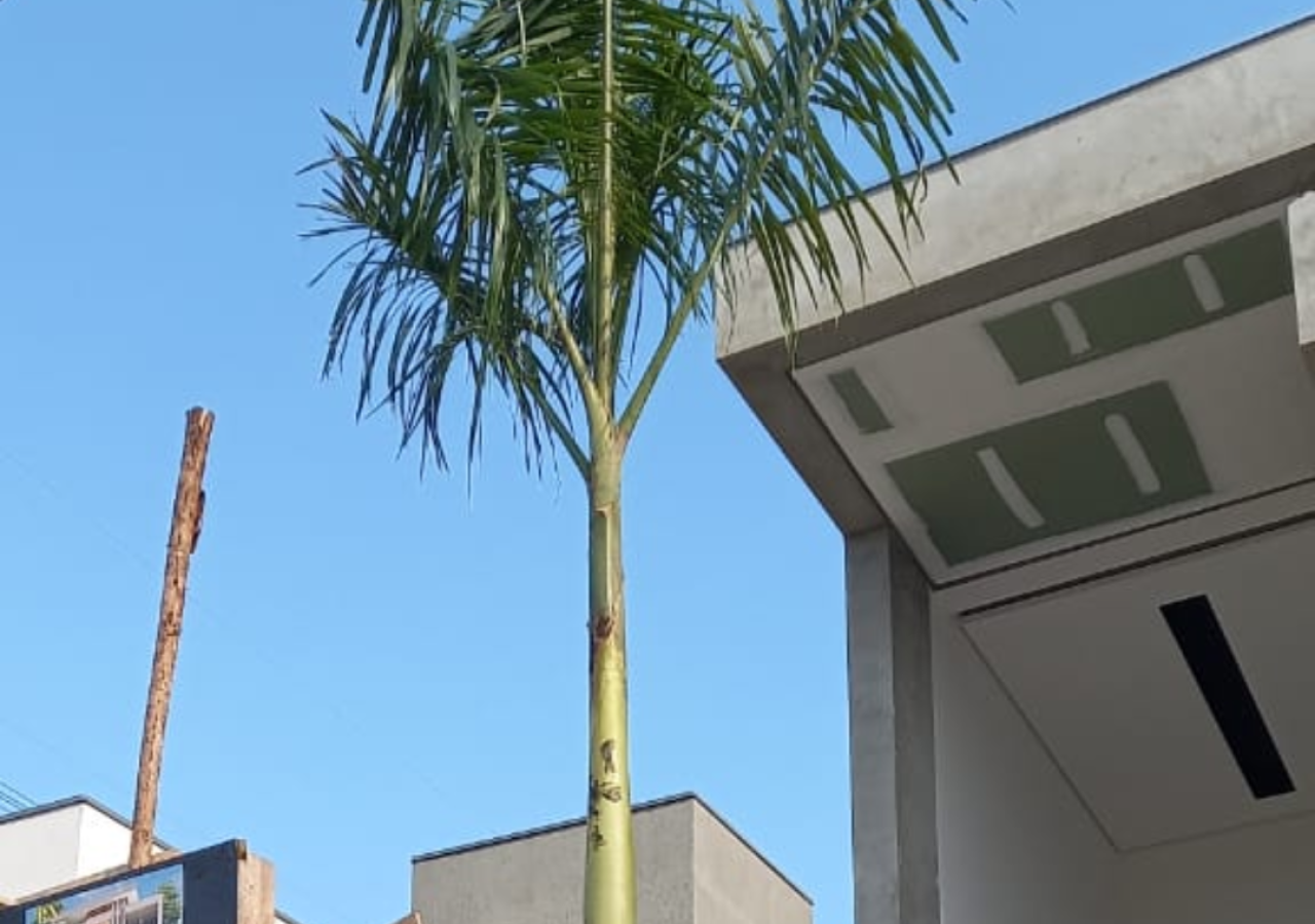 Plantio de Palmeira Imperial