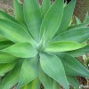 Agave Dragão