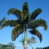 Palmeira Rabo de Raposa 