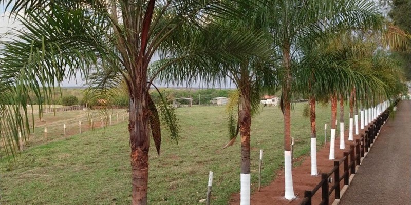 fornecedores/2019/06/palmeira-jeriva.jpg