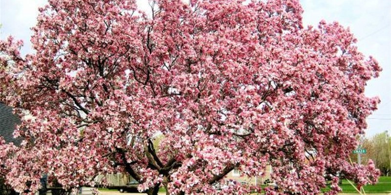 fornecedores/2019/08/magnolia.jpg