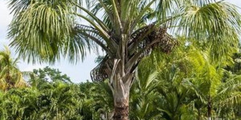 fornecedores/2019/08/palmeira-buriti-easy-resize-com.jpg