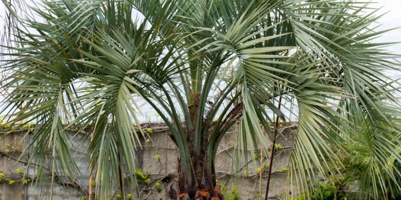 fornecedores/2019/08/palmeira-butia-easy-resize-com.jpg