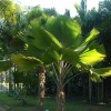 Palmeira Leque ou Licuala 