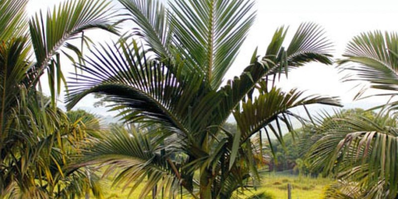 fornecedores/2019/08/palmeira-seafortia-easy-resize-com.jpg