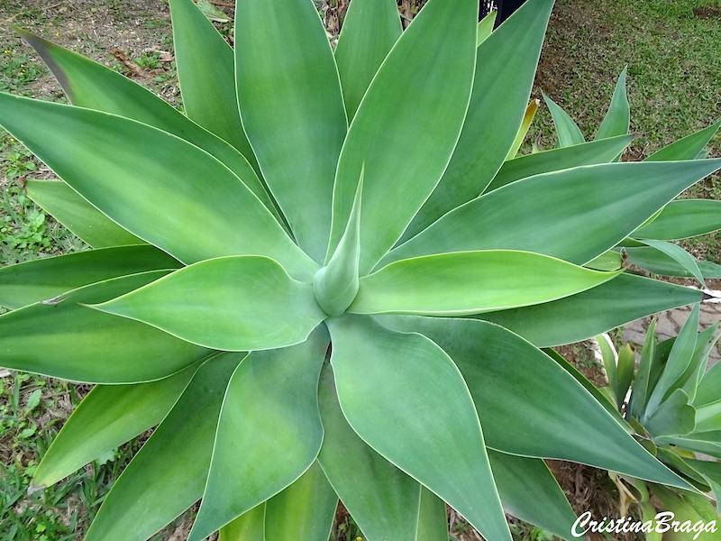 Agave Dragão