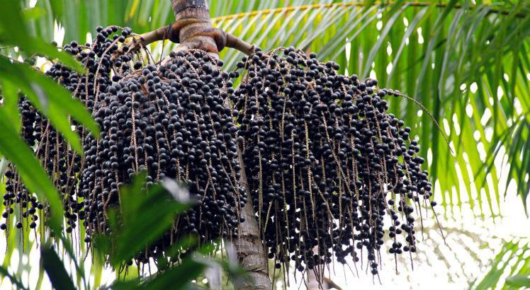 Açaí