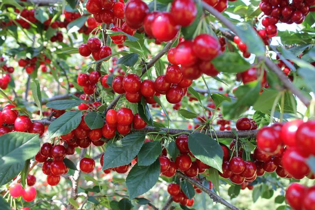 Acerola 