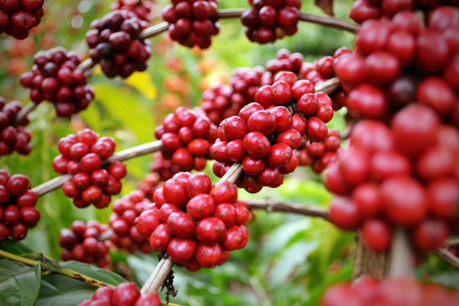 Café Catuaí Vermelho 