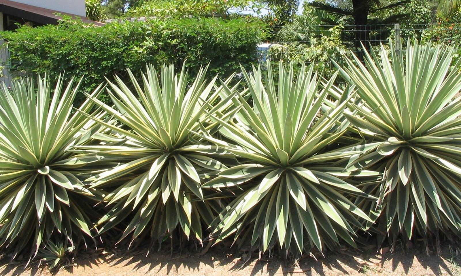 Agave Piteira do Caribe 