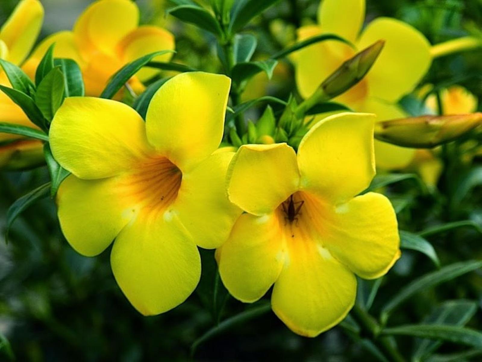 Alamanda Amarela 