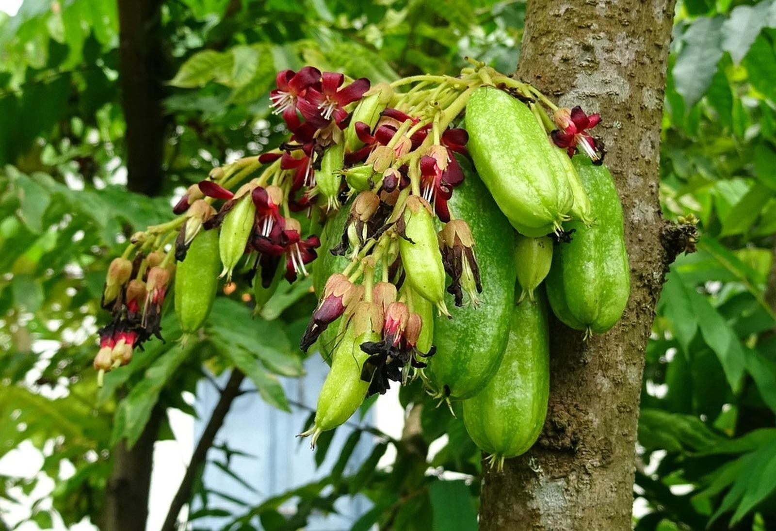 Bilimbi