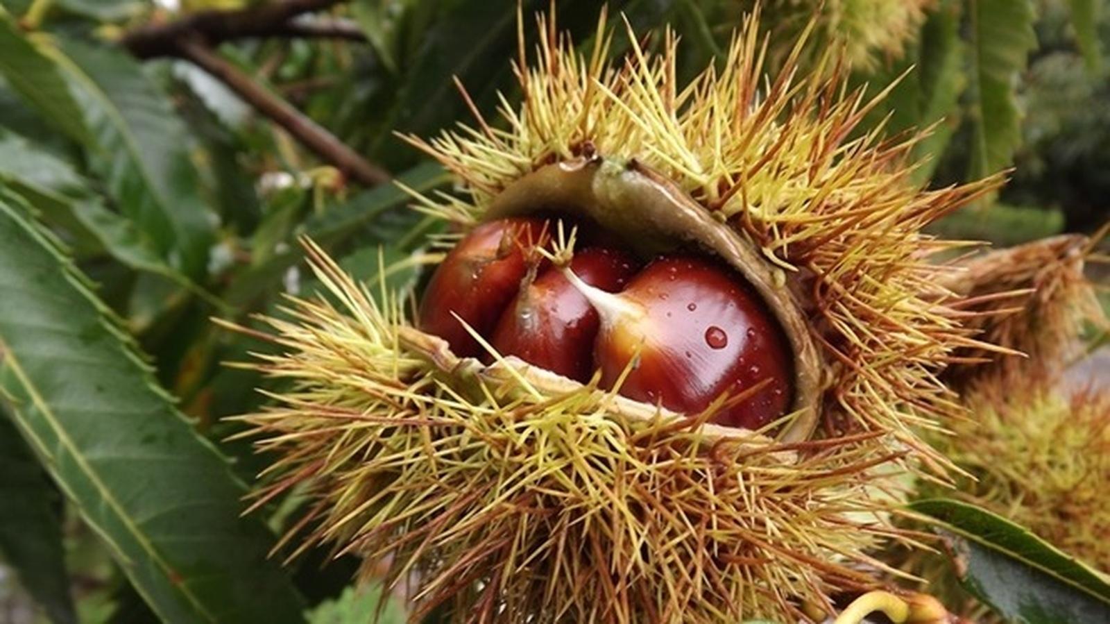 Castanha Portuguesa 