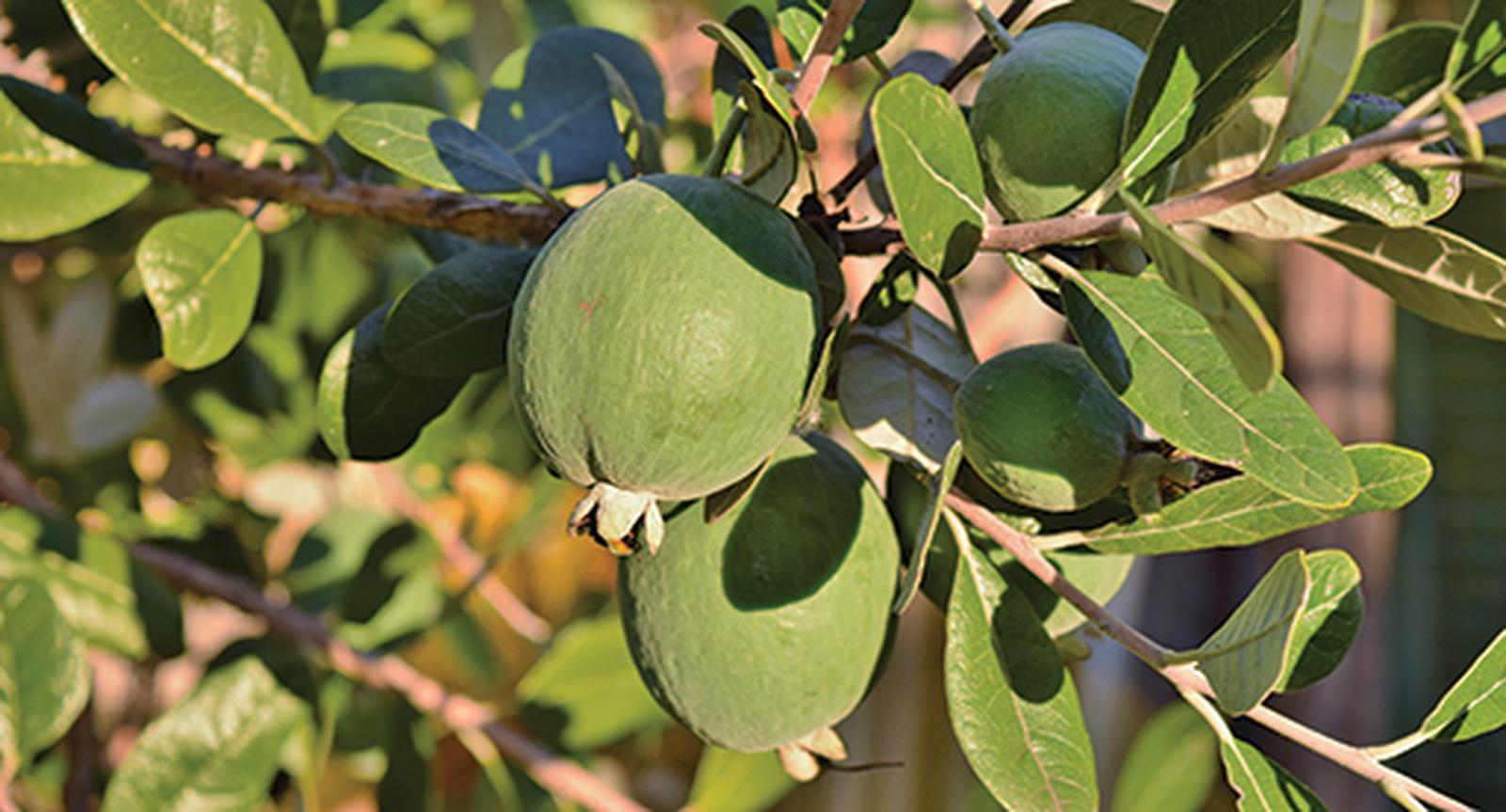 Feijoa