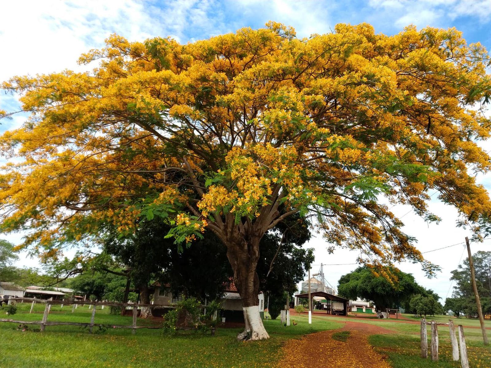 Flamboyant Amarelo 