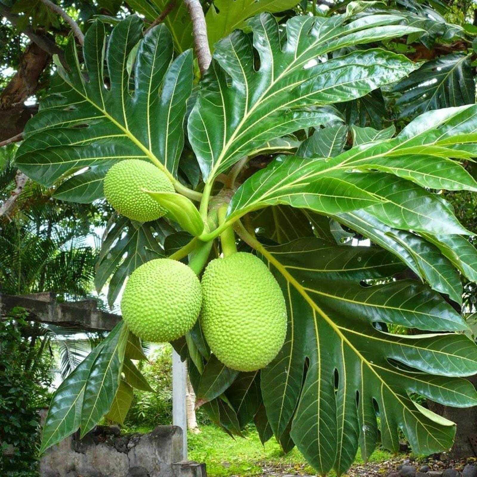 Fruta Pão