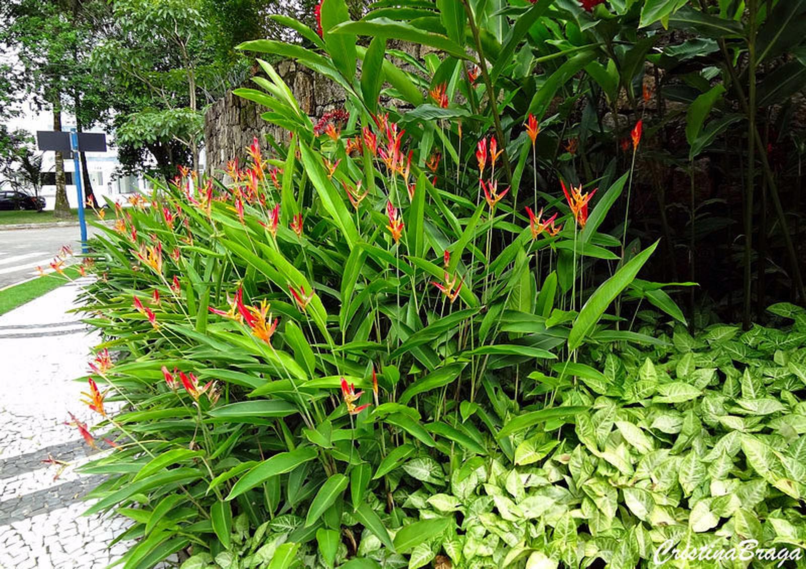 Heliconia 