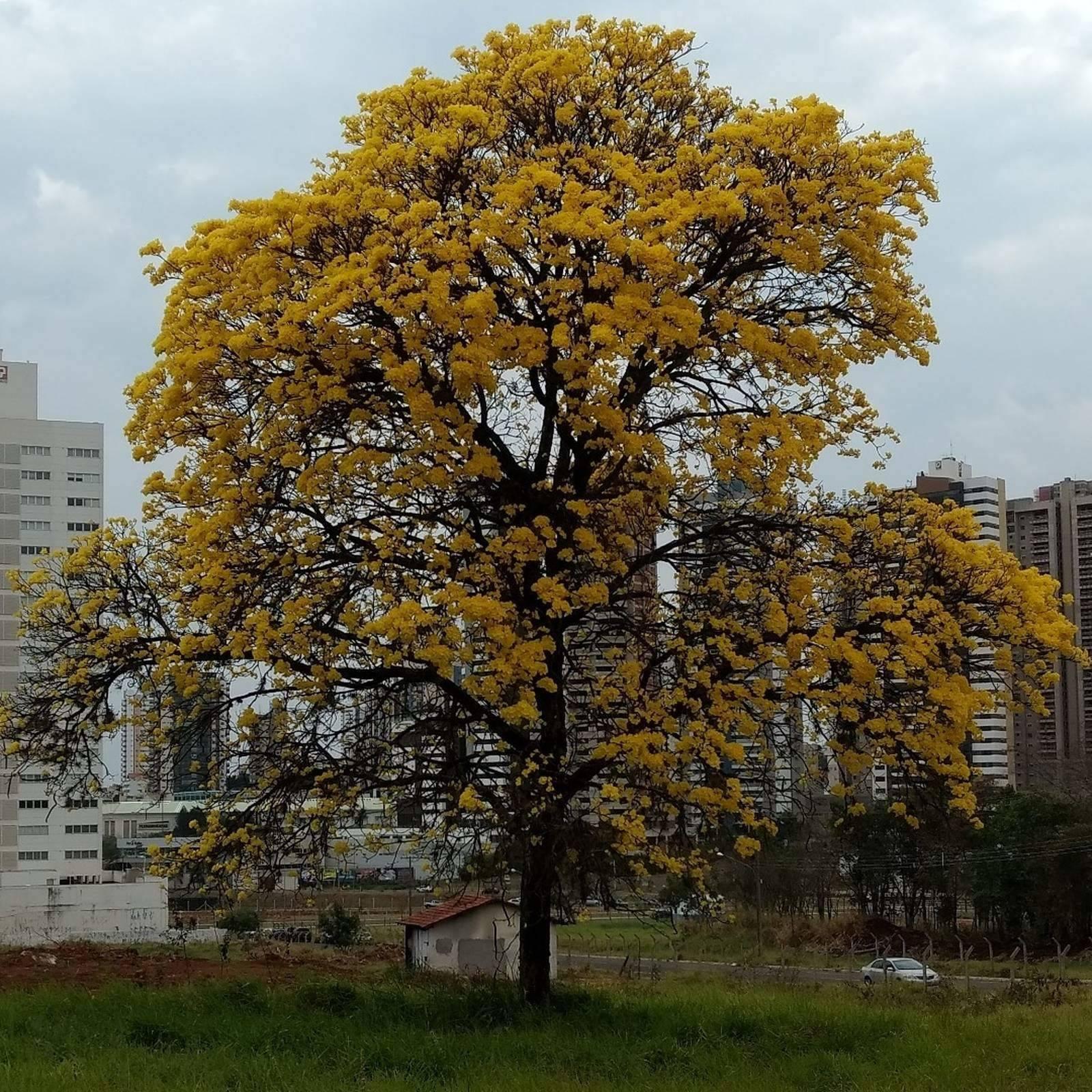 Ipê Amarelo 