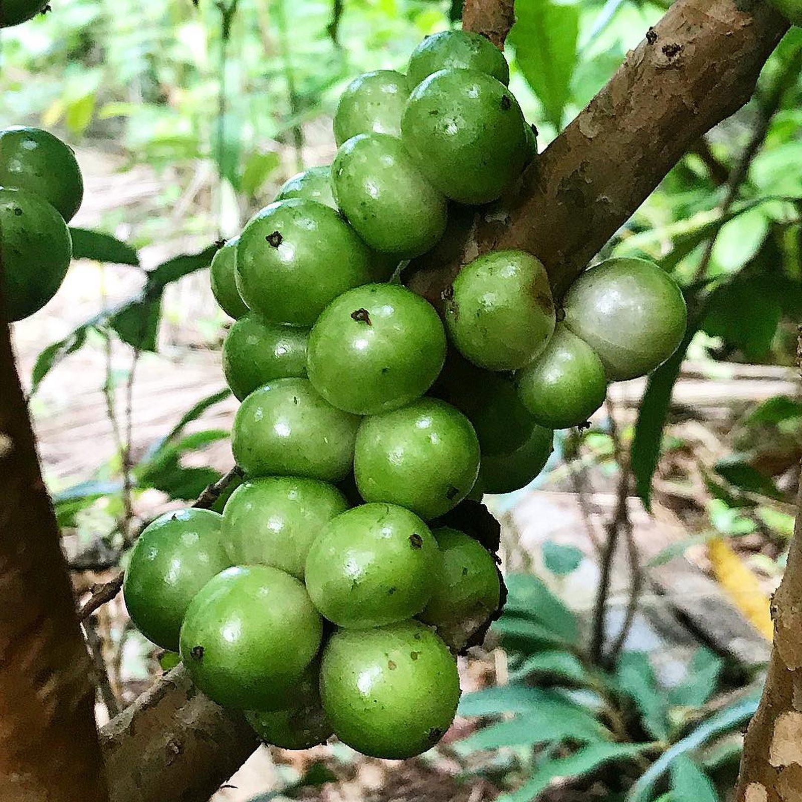 Jabuticaba Branca 