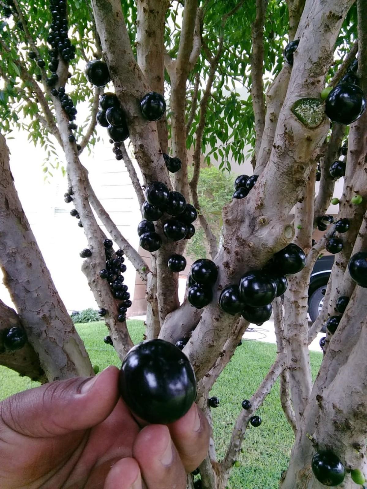 Jabuticaba Paulista 