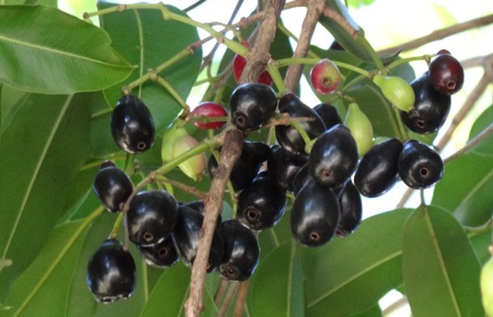 Jambolão