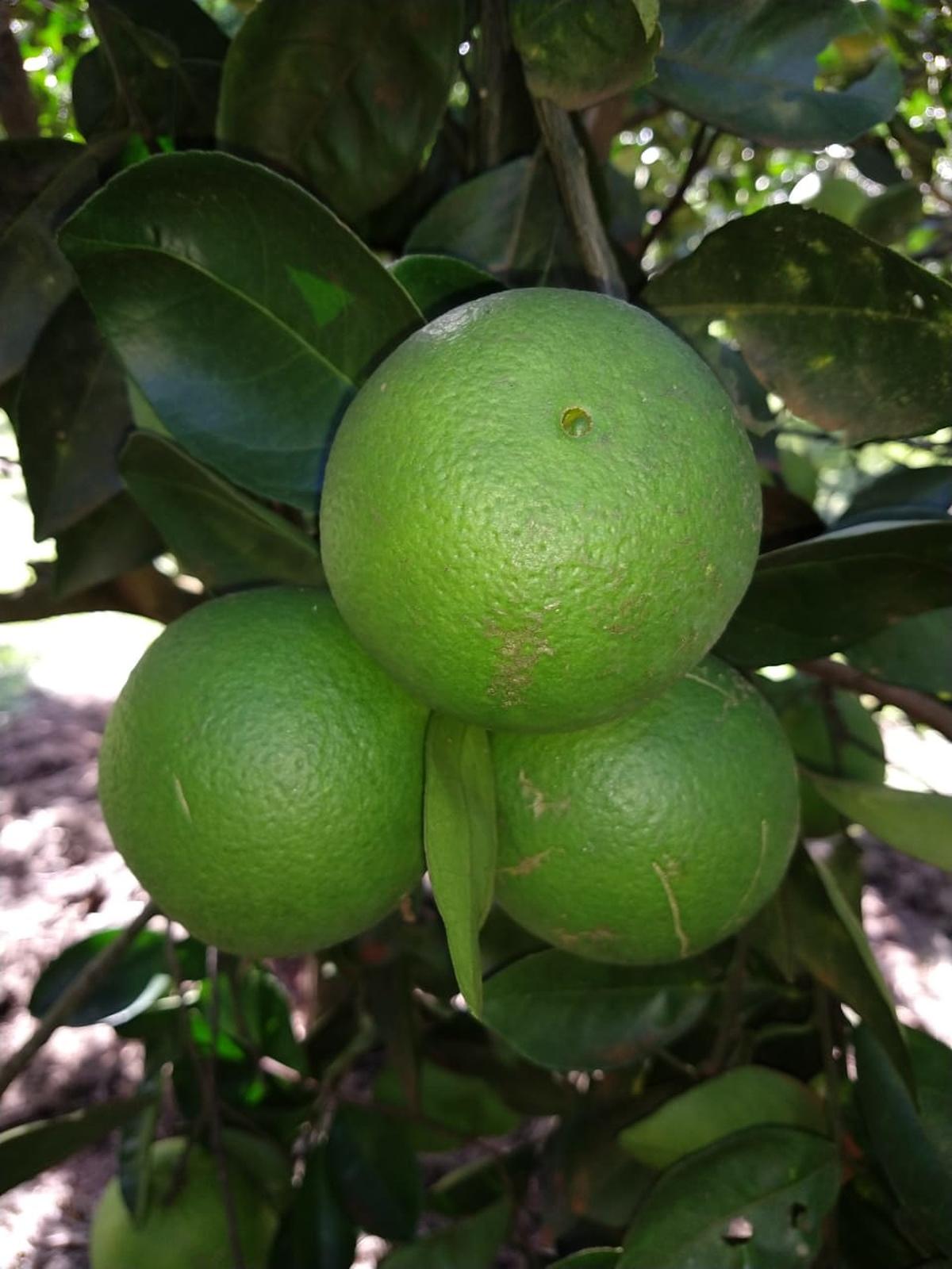 Laranja Baiana de Umbigo 