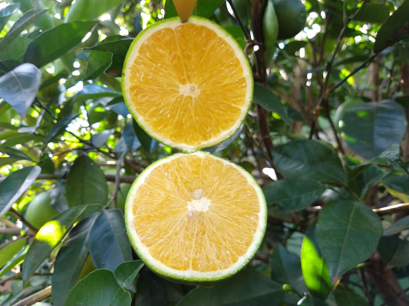 Laranja Pêra Rio 