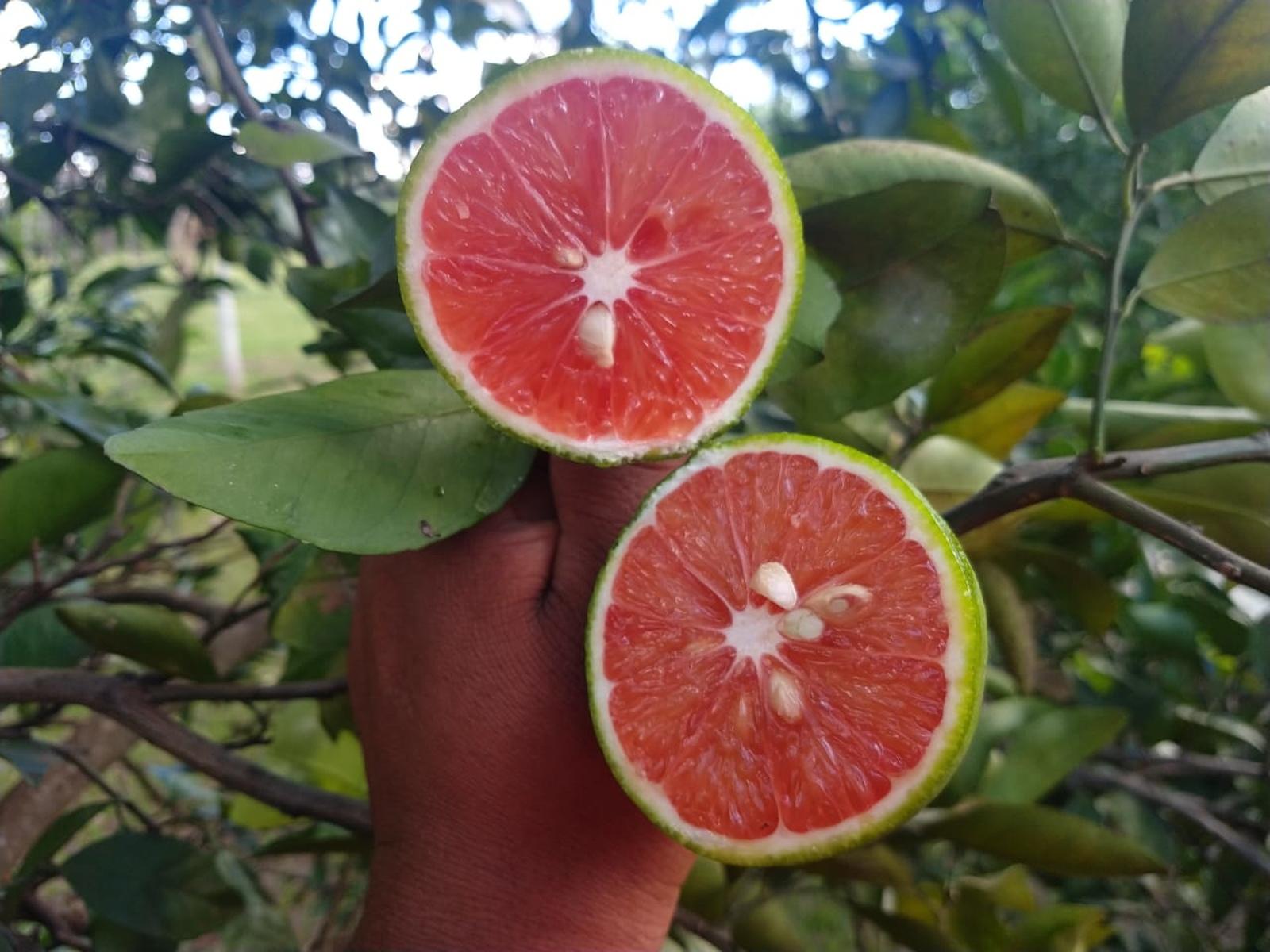 Laranja Sanguínea 