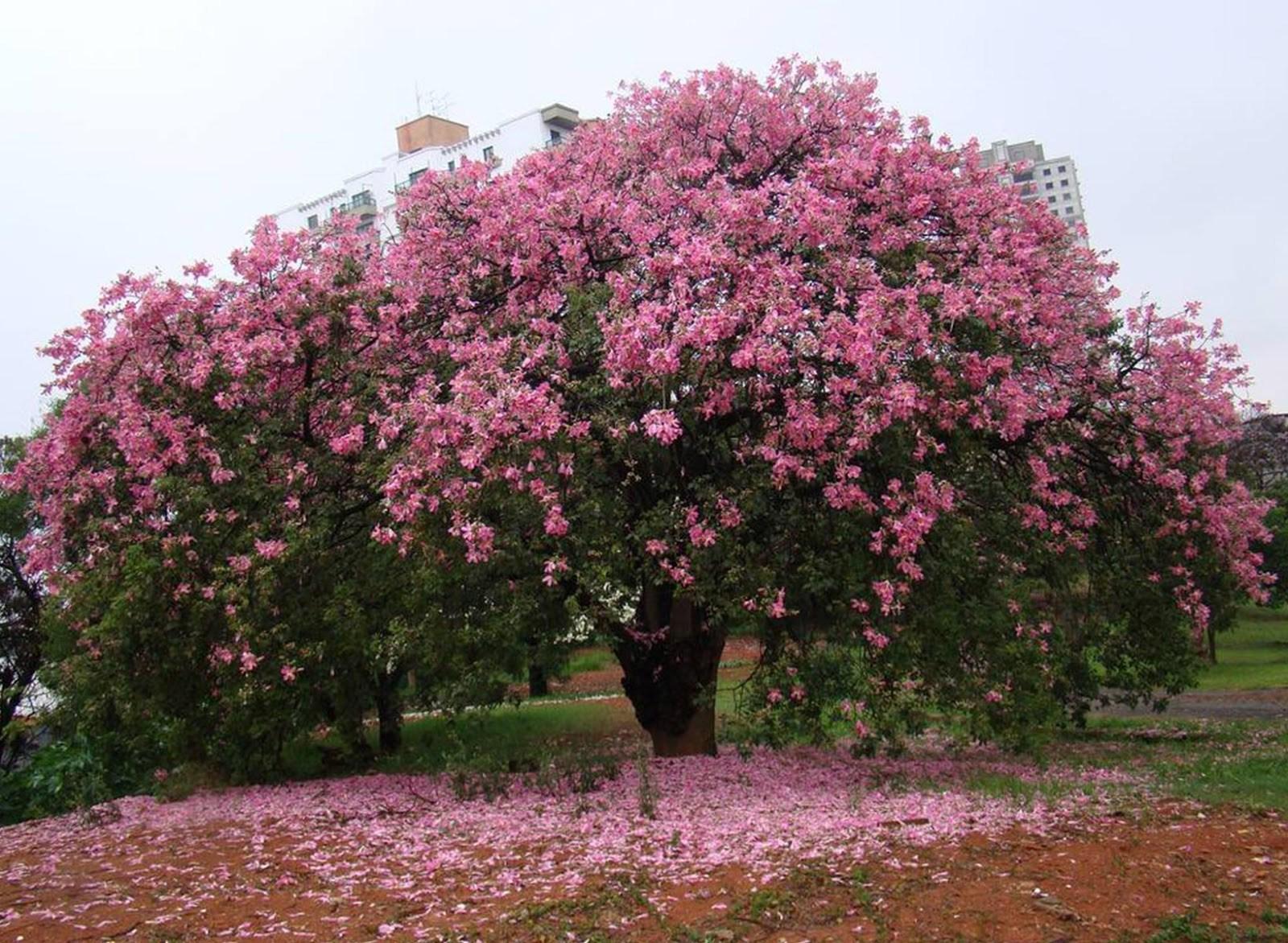 Paineira Rosa