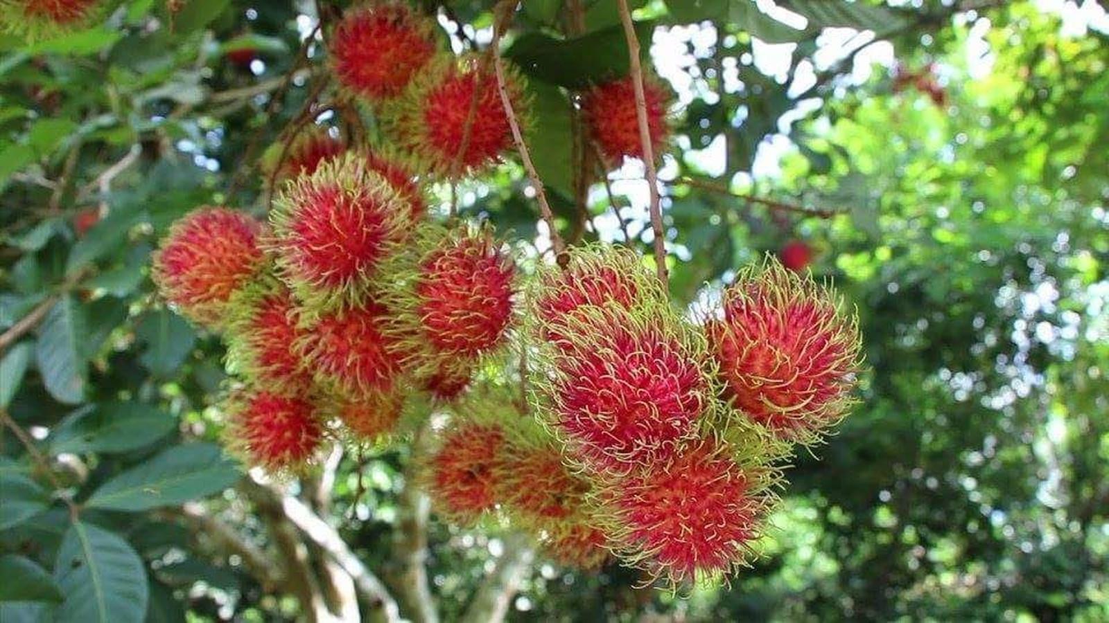 Rambutan