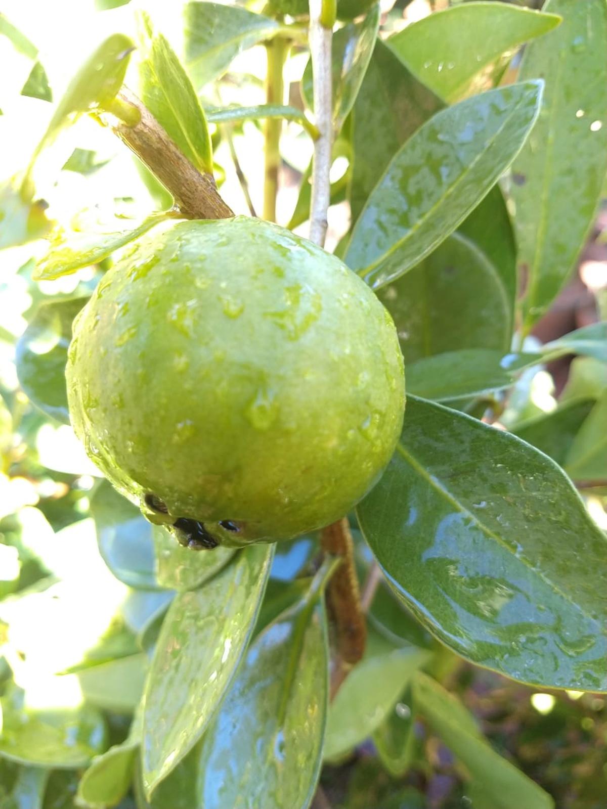 Araçá Amarelo 