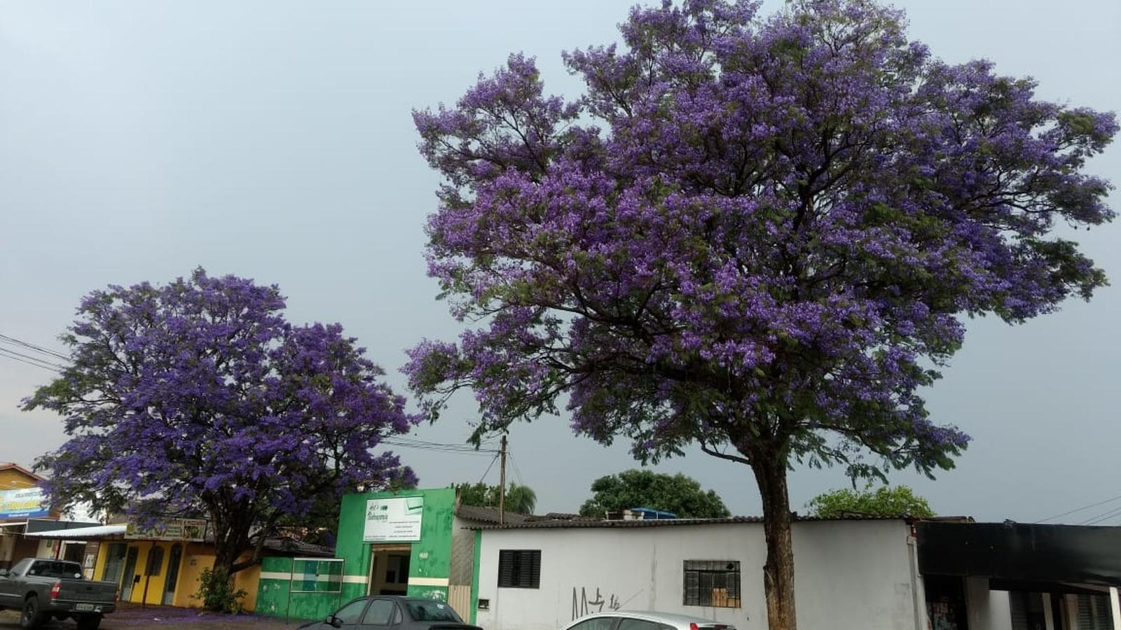 Jacarandá Mimoso 